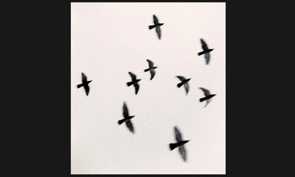 هایکوهای مایکل کِنا؛ عکاسی که هنوز به «نگاتیو» وفادار است+فریمهایی بدیع از طبیعت در غیاب انسان