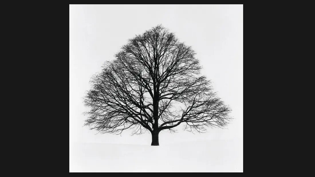 هایکوهای مایکل کِنا؛ عکاسی که هنوز به «نگاتیو» وفادار است+فریمهایی بدیع از طبیعت در غیاب انسان