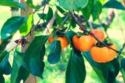ببینید | تولید شکر از خرمالو در چین!