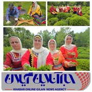 خرید ۳۴ هزار تُن برگ سبز چای از چایکاران شمال کشور