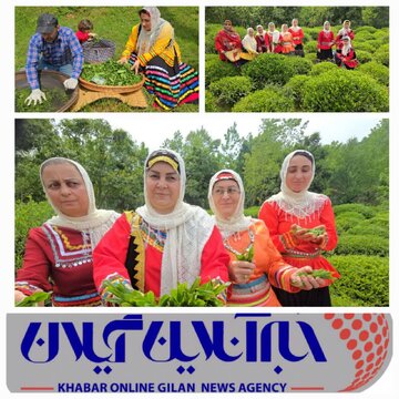 خرید ۳۴ هزار تُن برگ سبز چای از چایکاران شمال کشور خرید ۳۴ هزار تُن برگ سبز چای از چایکاران شمال کشور