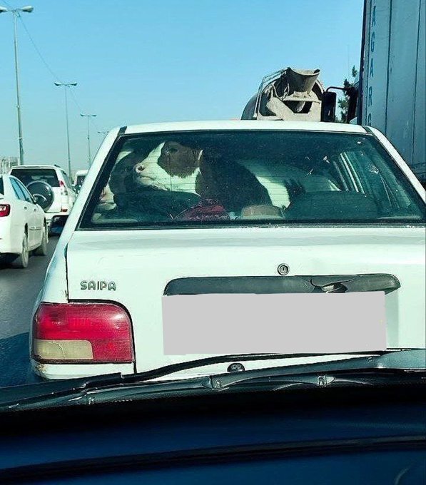 عکس | تصویر باورنکردنی از حمل گوساله داخل پراید!