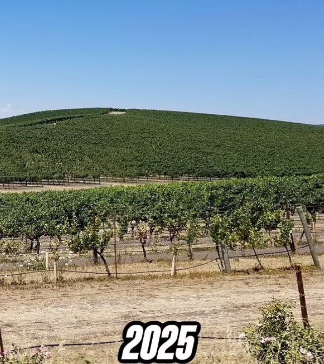 سرنوشت غمانگیز محل تصویر پسزمینه مشهور «ویندوز XP»