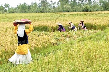 ابلاغ سهمیه دو هزار شغل جدید در کشاورزی قزوین