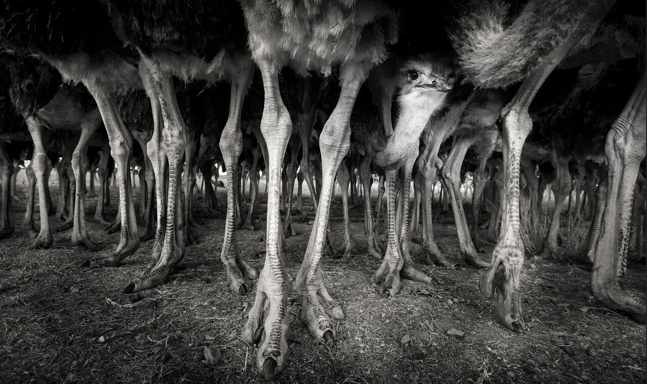 زیبایی، خشونت و بقا / از نبرد مرگبار با پلنگ تا رقص کامل رنگینکمان