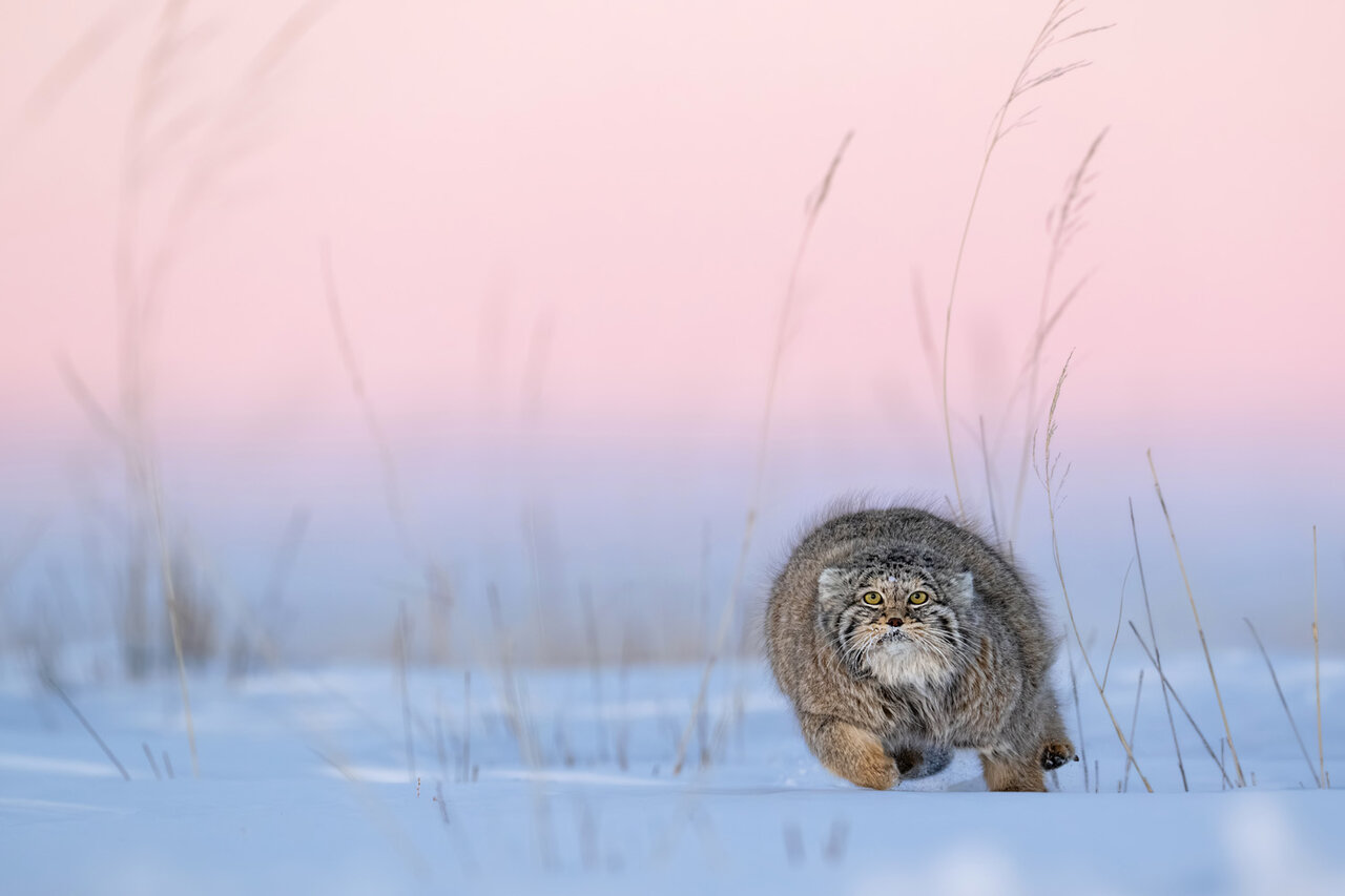 زیبایی، خشونت و بقا / از نبرد مرگبار با پلنگ تا رقص کامل رنگینکمان