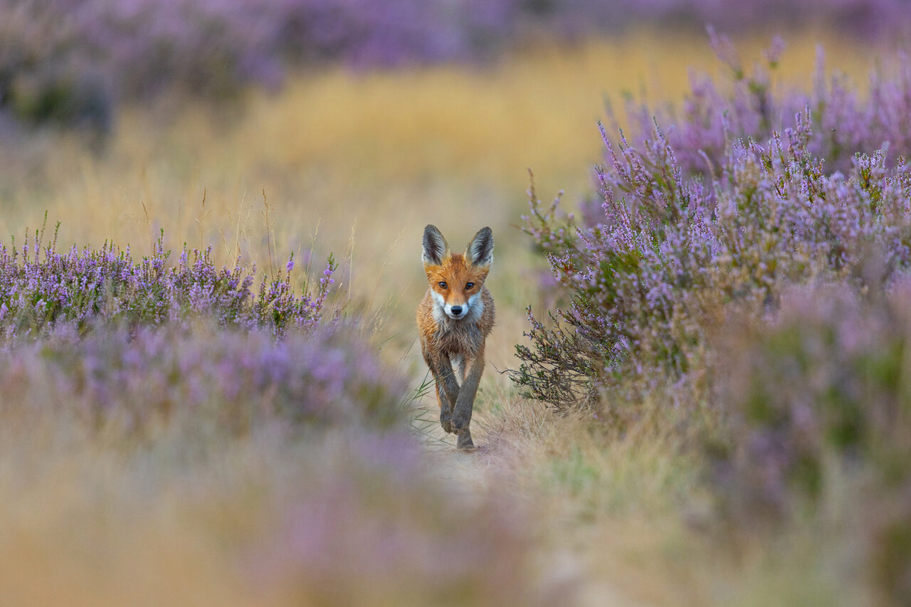 زیبایی، خشونت و بقا / از نبرد مرگبار با پلنگ تا رقص کامل رنگینکمان