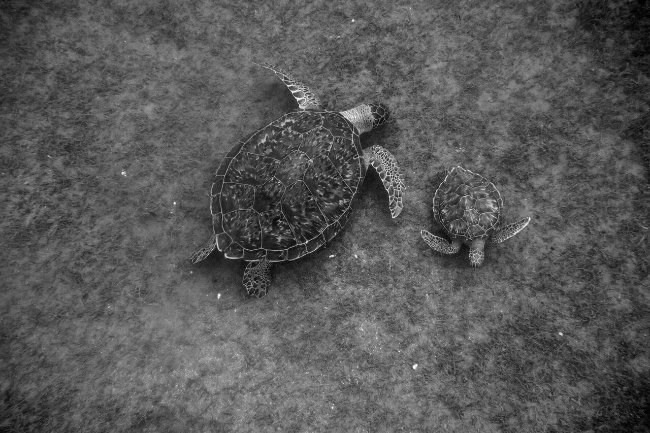 زیبایی، خشونت و بقا / از نبرد مرگبار با پلنگ تا رقص کامل رنگینکمان