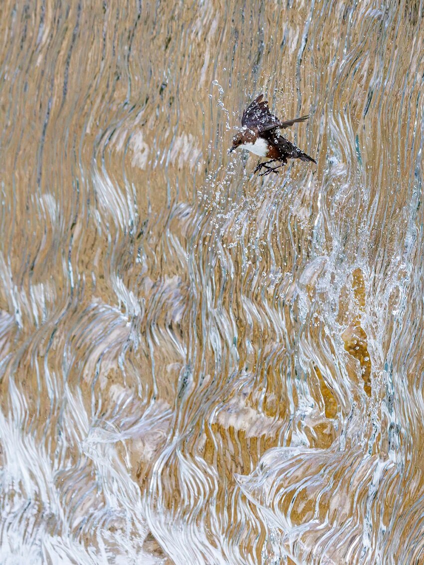 زیبایی، خشونت و بقا / از نبرد مرگبار با پلنگ تا رقص کامل رنگینکمان