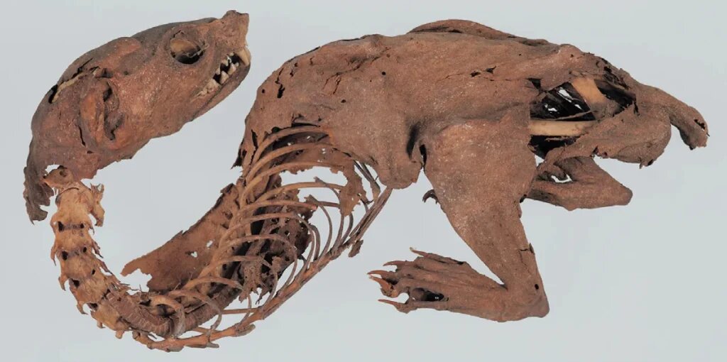راز مومیایی اژدها که در ژاپن پیدا شد / معمایی که ۶۰۰ سال حل نشده باقی ماند