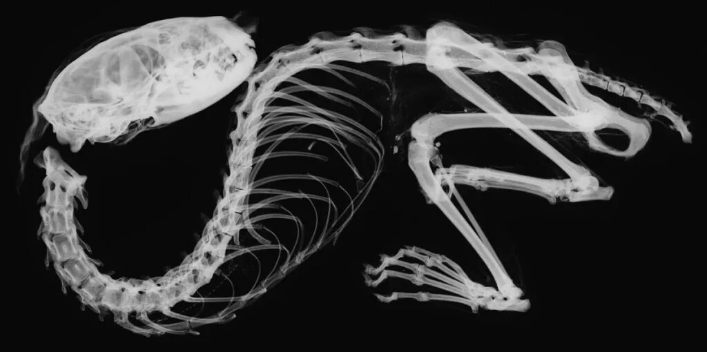 راز مومیایی اژدها که در ژاپن پیدا شد / معمایی که ۶۰۰ سال حل نشده باقی ماند