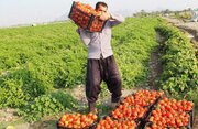 ۱۶۵ هزار تن به ظرفیت جذب موادخام کشاورزی هرمزگان افزوده شد