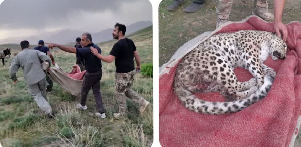 نجات پلنگ زخمی ایرانی در این استان/ عکس