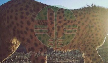 «توله بازمانده هلیا» شناسایی شد