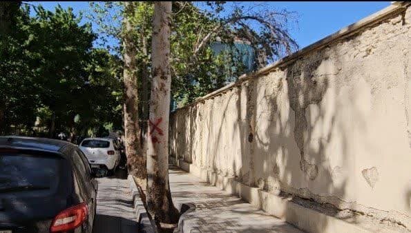 سایه «تبر» بر سر «چنار»های همسایه خانه «استاد کسایی»/درخواست مردم منطقه یک از «استاندار اصفهان»