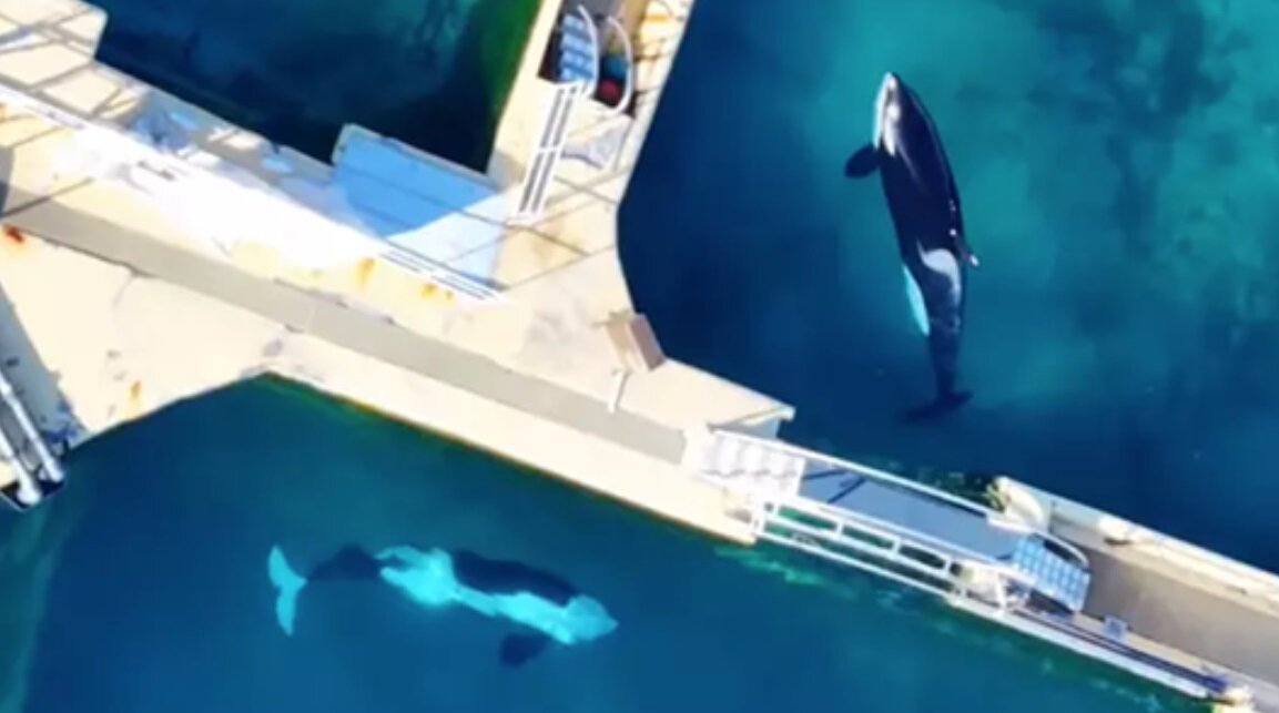 وضعیت بحرانی دو نهنگ قاتل/ عکس