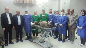انجام اولین پیوند نانو کامپوزیت گرافن در مدل حیوانی در جهاد دانشگاهی استان سمنان