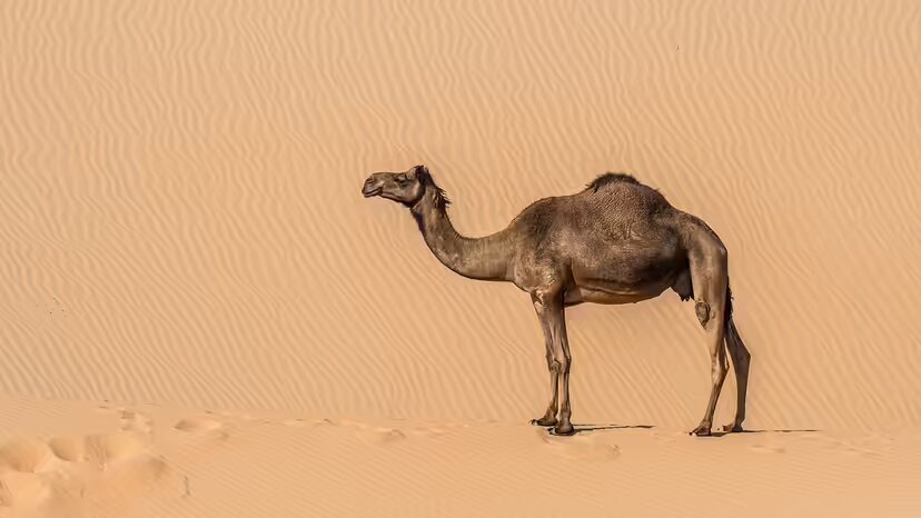 ۱۰ حیوان بیابانی فوق‌العاده که در صحرای داغ زنده مانده‌اند!