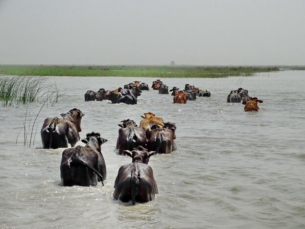 صفر تا صد حقابه ایران از هیرمند؛ از اشرف غنی تا طالبان تن به حق ایران ندادند
