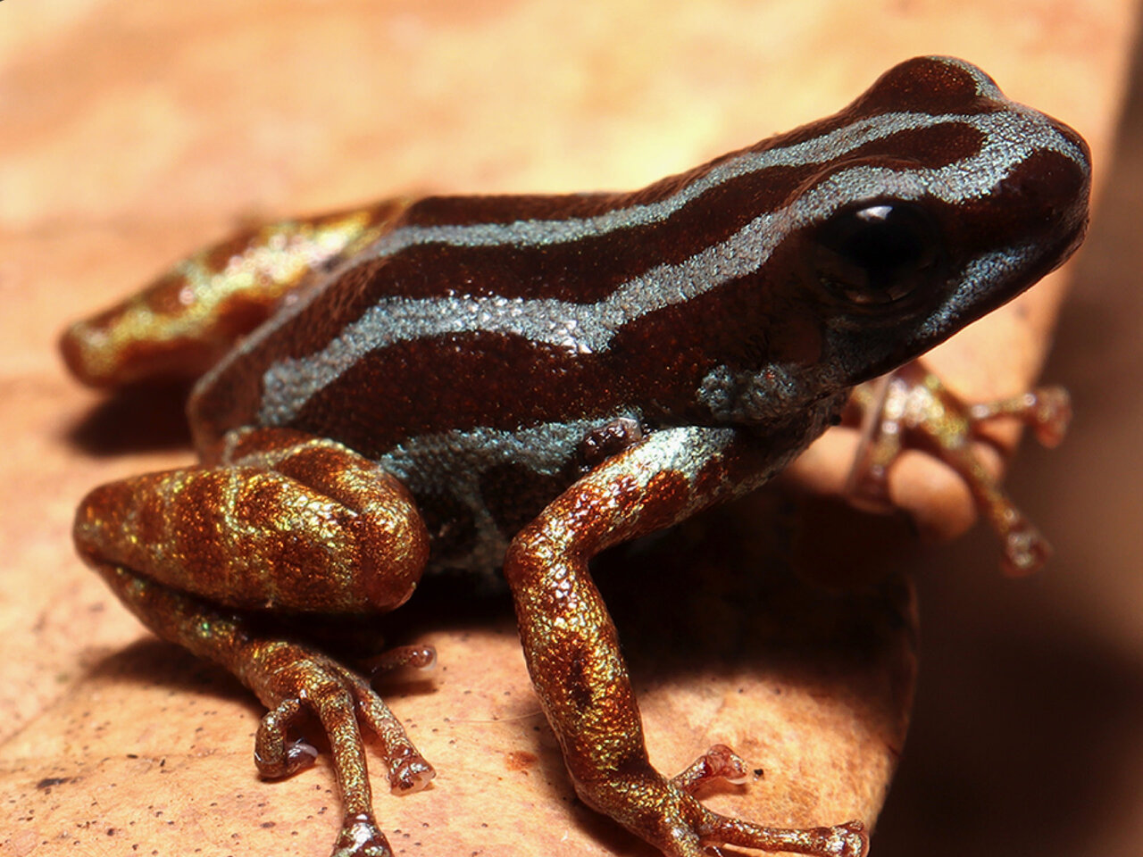 کشف گونهای جدید در آمازون: قورباغهای ریز با پاهای طلایی و رفتار فرزندپروری عجیب