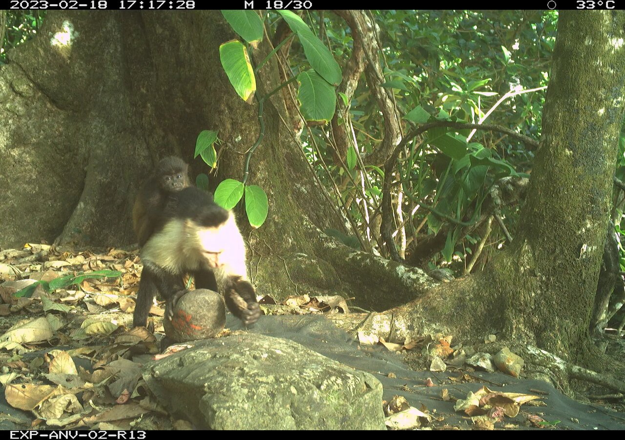 کودتای میمونها | بچهدزدی بیسابقه در جزیرهای در پاناما!