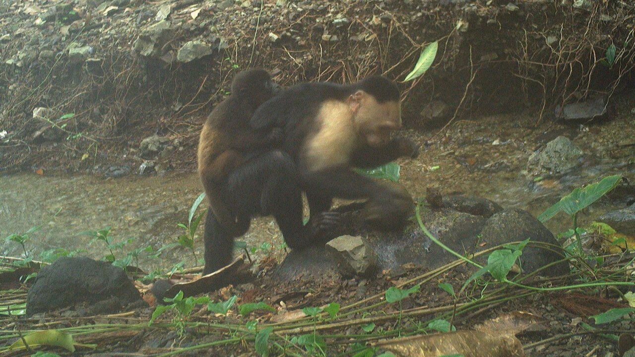 کودتای میمونها | بچهدزدی بیسابقه در جزیرهای در پاناما!