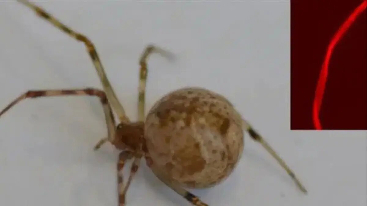 عنکبوت جهشیافته تار قرمز میتند / عکس