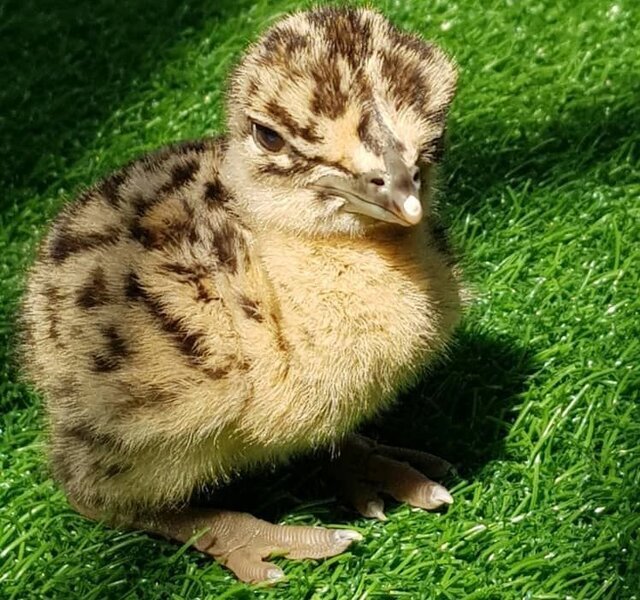 تولد نخستین میش مرغ در اسارت در کشور/ عکس