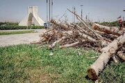 ماجرای جابه‌جایی درختان میدان آزادی چه بود؟