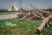 قطع درختان اطراف میدان آزادی/ شهرداری تهران: درختان خشک بودند/ عضو شورای شهر: چرا رسیدگی نکردید که خشک شوند؟
