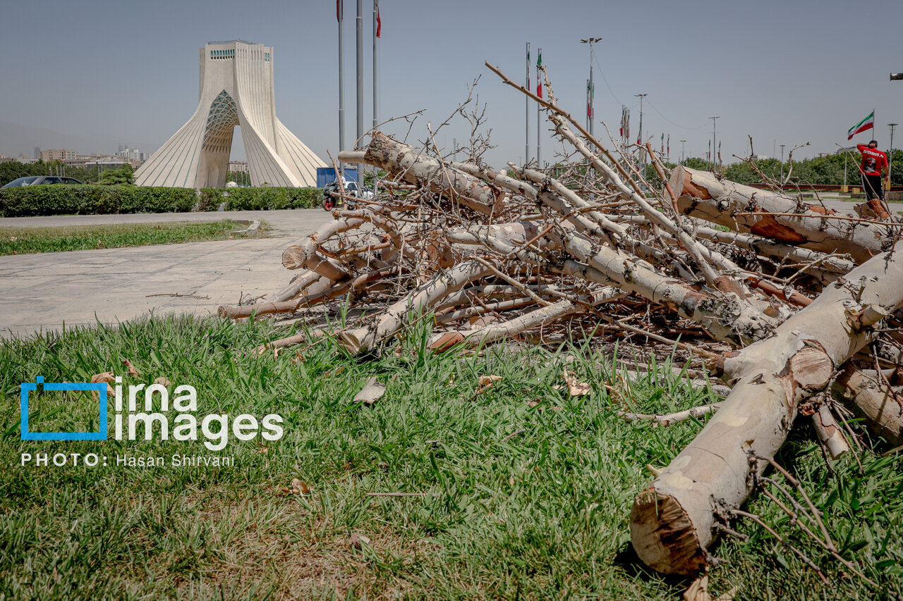 قطع درختان اطراف میدان آزادی؛ شهرداری تهران: درختان خشک بودند/ عضو شورای شهر: چرا رسیدگی نکردید که خشک شوند؟