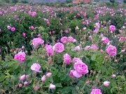 برداشت گل محمدی از مزارع قزوین آغاز شد