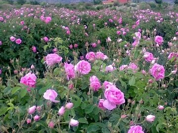 برداشت گل محمدی از مزارع قزوین آغاز شد