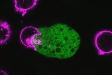 انگل حیلهگر! - خبرآنلاین