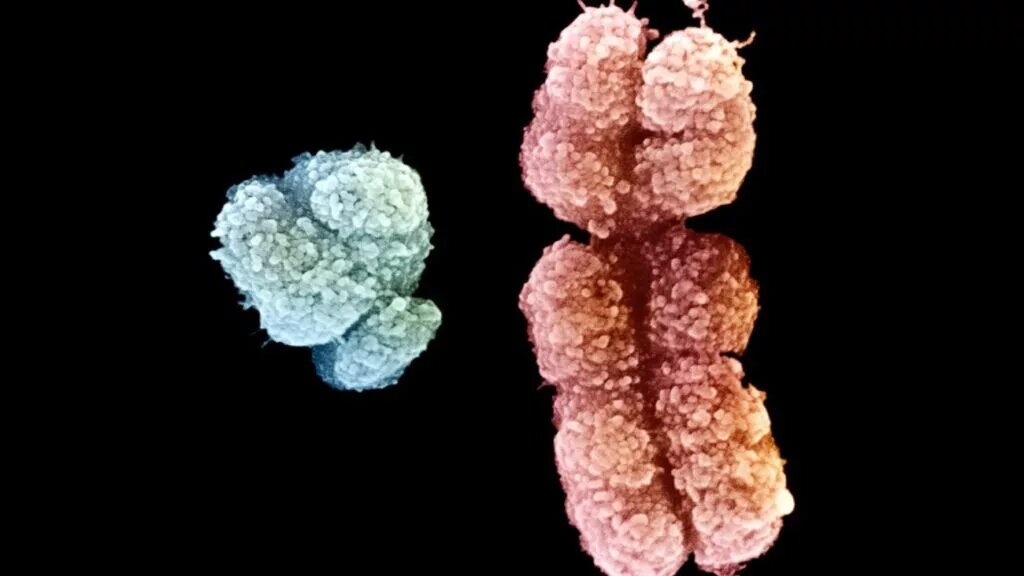 چرا مردان از زنان قدبلندتر هستند؟