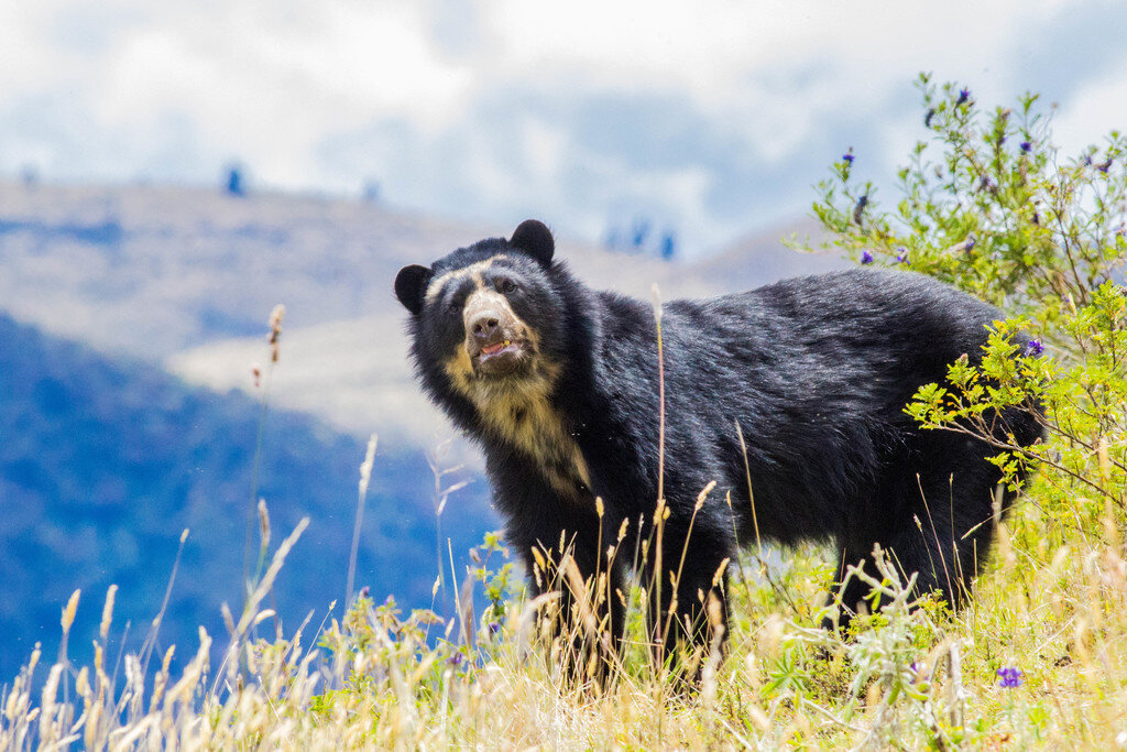 حقیقت تلخ پشت تصویر پربازدید خرس عجیب / موجودی جهشیافته در چرنوبیل؟