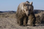 تماشای تلاش طاقت‌فرسای کمیاب‌ترین خرس جهان برای یافتن آب