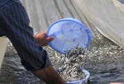 رهاسازی ۲۹۱ هزار قطعه بچه ماهی بومی در آب‌های هرمزگان