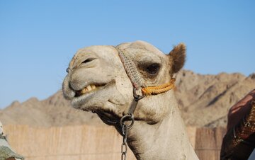 عکس | ثبت لحظه عجیب از لامبورگینیسواری شتر! عکس | ثبت لحظه عجیب از لامبورگینیسواری شتر!