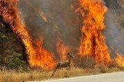ببینید | آتش به جان جنگل‌های بلوط کوه‌ چنار افتاد