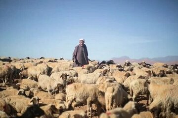 ذبح قربانی در مراکش ممنوع شد!