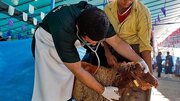 خدمات کشتارگاه‌های قزوین در روز عید قربان رایگان است