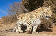 ببینید | تصاویری نادر از پلنگ در حال تغذیه از لاشه گراز در پارک ملی سالوک