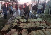 مستحبات و مکروهات قربانی کردن در عید قربان