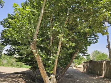 ببینید/ این بار؛ سایه «تبر» بر سر «چنارهای» محله «نصرآباد» اصفهان ببینید/ این بار؛ سایه «تبر» بر سر «چنارهای» محله «نصرآباد» اصفهان