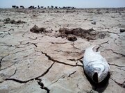 لزوم رعایت حقابه اراضی کشاورزی هلیل‌رود و تالاب جازموریان