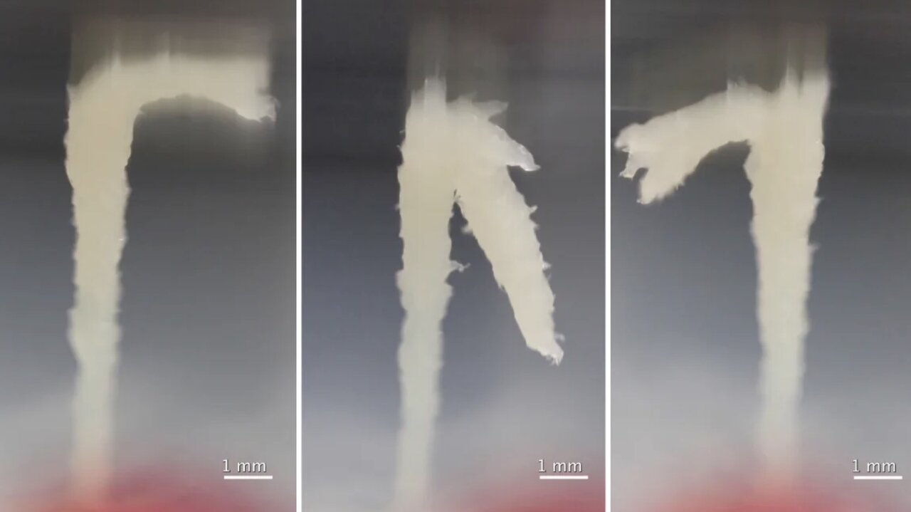 دیده شدن «برجهای زنده» ساختهشده از کرمها در طبیعت /عکس