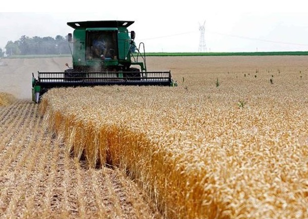 برداشت و خرید تضمینی گندم در استان اردبیل آغاز شد