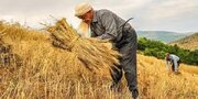 برداشت و خرید تضمینی گندم در استان اردبیل آغاز شد