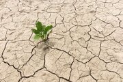 ۳۲۴ گونه گیاهی در هرمزگان شناسایی شد